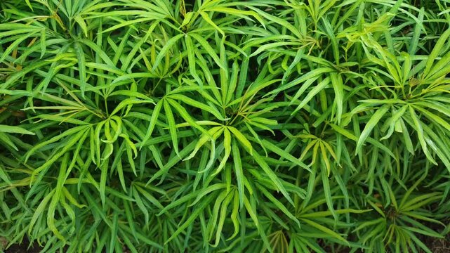 Beautiful view of Osmoxylon lineare plant