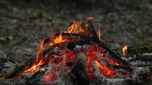 A small campfire burns in the forest at dusk &mdash; close-up, looped video. Wide shot loop video of a small campfire burning with natural sound in a peaceful green forest. Outdoor woods camping adventure.