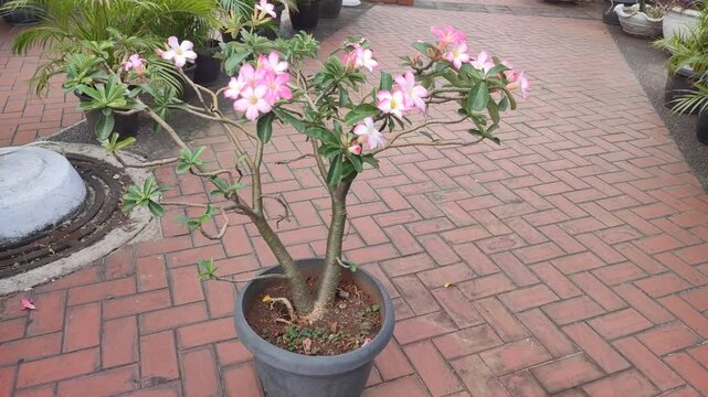 Beautiful view of Adenium obesum plant