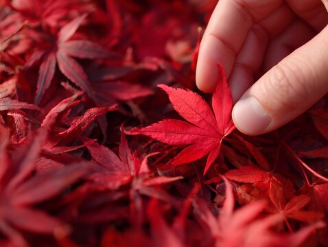 指先でそっと触れる真っ赤な紅葉したカエデの葉をクローズアップで捉えた秋の自然描写