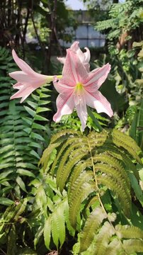 Beautiful view of Amarilis or Hippeastrum sp plant