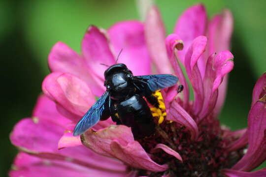  black carpenter bee (Xylocopa minor) or large carpenter bee extracting nector from Zinnia 
