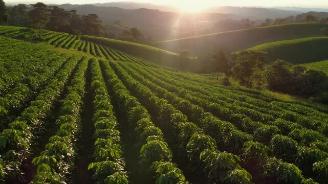 Sunlight shines over neat rows of a green plantation on rolling hills at sunrise.