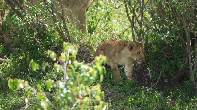 African lion cub walking through dense green bush, young lion cub in wild safari habitat, majestic feline predator in natural savanna foliage