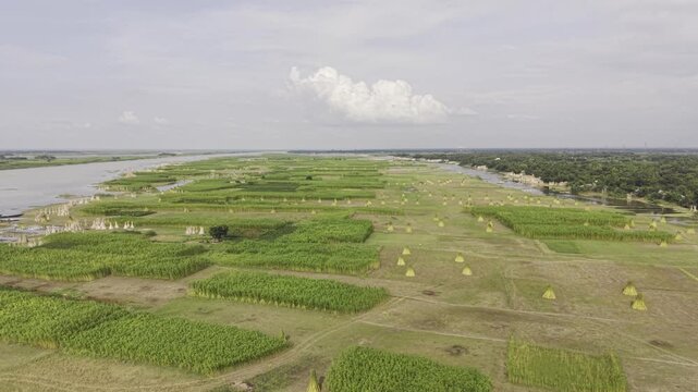 Backward aerial flight over jute fields on a char of the Padma River in Kushtia, Bangladesh, showing harvested jute bundles, a narrow waterway, green rural vegetation, and cloudy blue sky.