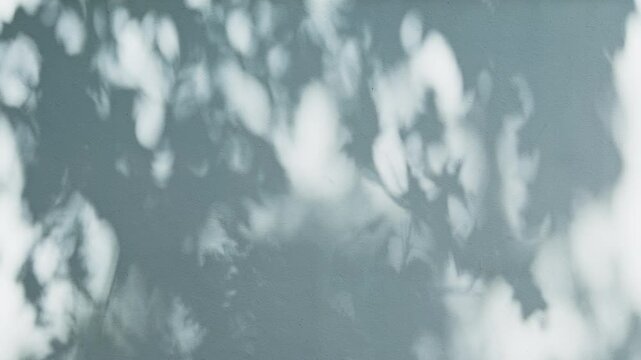 Leaves shadows silhouette on wind overlay abstract blue background, soft light reflection from foliage or  tree branch in delicate sunlight.