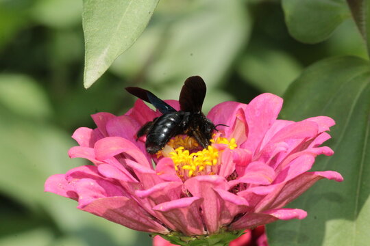  black carpenter bee (Xylocopa minor) or large carpenter bee extracting nector from Zinnia 