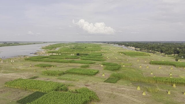 Forward aerial flight over jute fields on a char of the Padma River in Kushtia, Bangladesh, showing harvested jute bundles, a narrow waterway, green rural vegetation, and a cloudy blue sky.