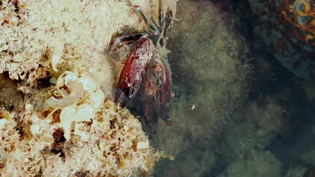 Close View of Crab Eye and Claw in Shallow Water