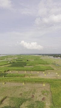 Aerial view of jute fields on a char of the Padma River in Kushtia, Bangladesh, showing harvested jute bundles, a narrow waterway, green rural vegetation, settlements, and cloudy blue sky.