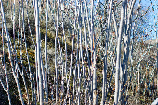 Close-up of bare tree branches