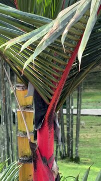 Malaysia, Kuala Lumpur 20.08.2026 - Red palm trees in the city park, wine palm, very beautiful leaves of an Asian tree