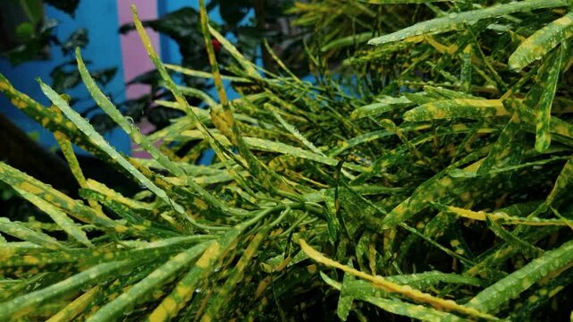 Wet variegated garden plant leaves with yellow spots and raindrops outdoors foliage nature rain