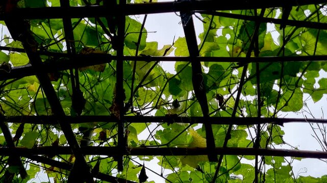 Green gourd leaves climbing on wooden trellis structure against sky vine plant wood garden nature