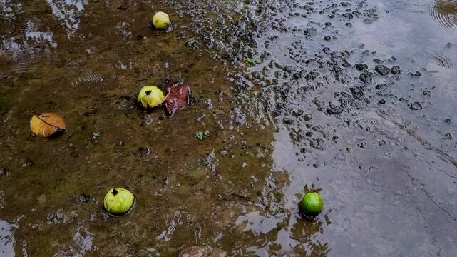Green fruits lying on muddy wet ground after rain in garden fruit mud water puddle nature