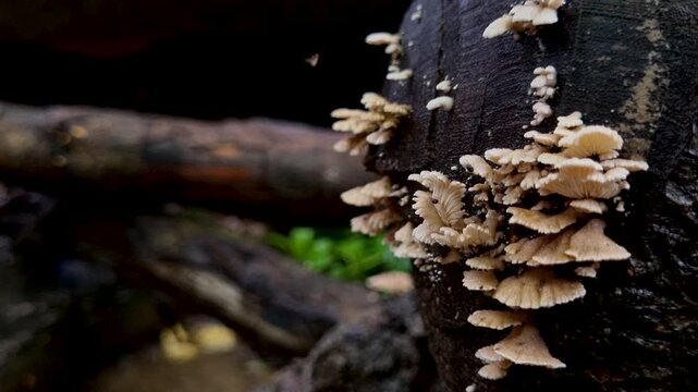 Close up of small white shelf mushrooms growing on dark tree bark mushroom fungi fungus toadstool