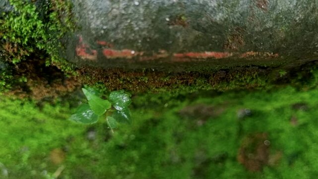 Macro view of tiny green sprout growing on a damp mossy stone wall in nature moss plant growth