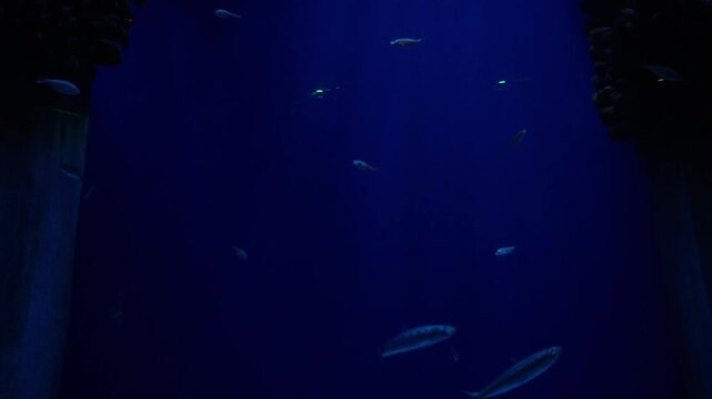 A school of fish swims through dramatic sunbeams inside a backlit kelp forest tank, silhouetted against deep blue water. Moody aquarium visuals, marine education, backlit backdrop content.