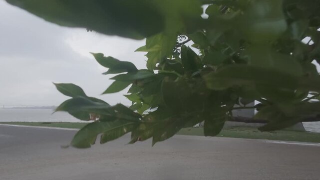 Leaves rustling in strong wind during storm at Rupsha river during tide