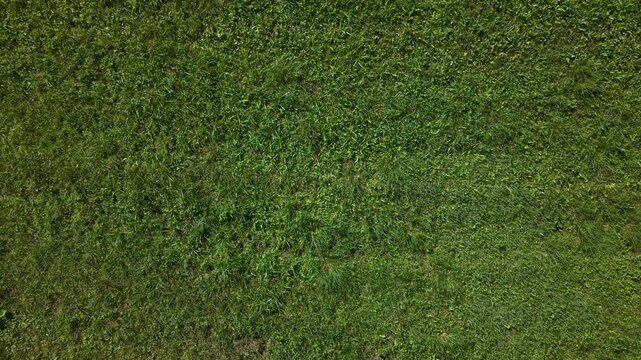 An aerial top-down perspective of a lush green grass field shows natural organic textures and wild meadow vegetation.