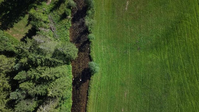 An aerial perspective showcases the striking contrast between a dense pine forest and a vibrant green meadow separated by water.