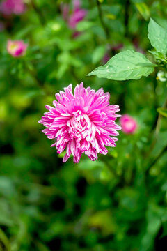 the bud of a pink aster blossoms