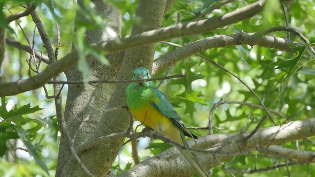 Colourful parrot on a tree branch