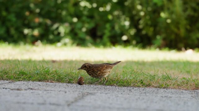 A song thrush (Turdus philomelos) stands on the grass beside a path, opening a snail shell to eat it. The bird uses its strong beak to reach the snail, demonstrating its natural feeding behavior in a