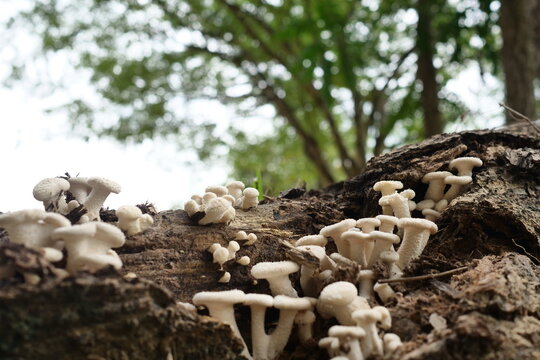 Lentinus squarrosulas Mont., found on a dry tree stump in the forest.