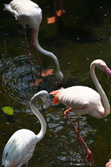 greater flamingo and white greater flamingo © Sunny