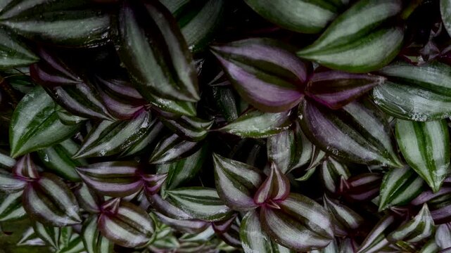 Close-up of purple and green wandering jew plant leaves filling the frame foliage botany nature