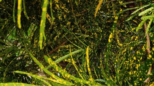Dense tropical croton shrub with long thin green and yellow speckled leaves plant foliage nature