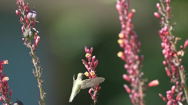 Hummingbird on pink flows Texas Yucca	
