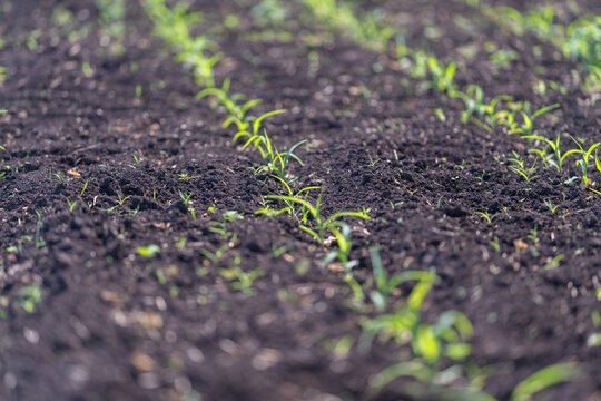 Close-up rows of young green seedlings emerging from dark fertile soil