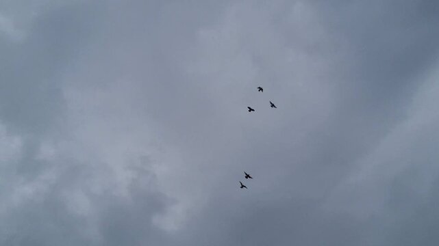 Small flock of birds flying high through a grey overcast stormy sky bird cloud flight animal