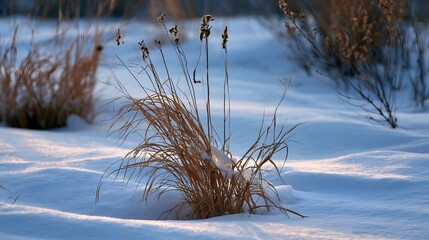 Obraz premium Dry grasses emerge from snow under soft sunlight creating a serene winter landscape with gentle shadows and crisp textures