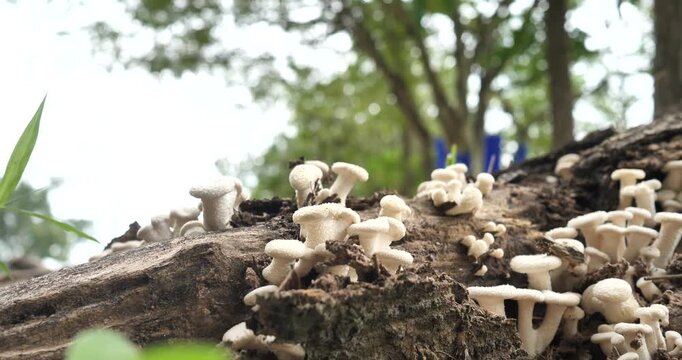 (Lentinus squarrosulas Mont.) Lentinus squarrosulas Mont. found on dry tree stumps in the forest; biological system.
