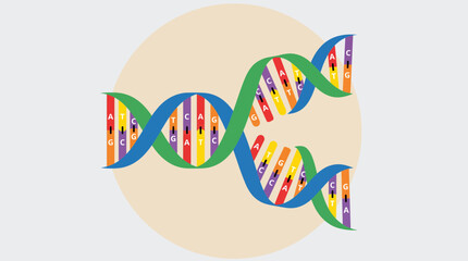 Fototapeta premium DNA Strand Unwinding To Reveal Complementary Base Pairing