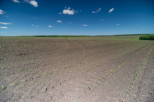 Wide rural field with sparse vegetation under blue sky