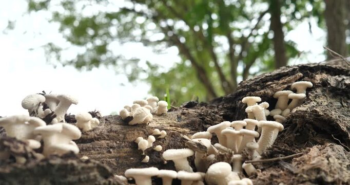 (Lentinus squarrosulas Mont.) Lentinus squarrosulas Mont. found on dry tree stumps in the forest; biological system.