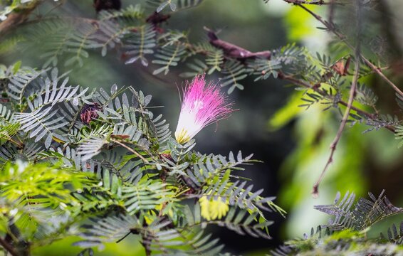 
 Close-up photo of a beautiful flowering plant named Calliandra surinamensis.