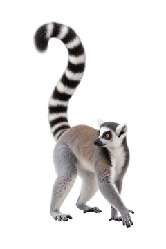 Ring-tailed lemur standing in an alert pose with its distinctive black and white striped tail raised high, isolated on a clean white background.