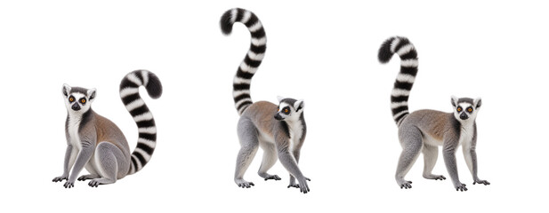 Naklejka premium Three ring-tailed lemurs in different sitting, standing, and walking poses, showing distinctive black and white striped tails and natural body postures isolated on a white background.