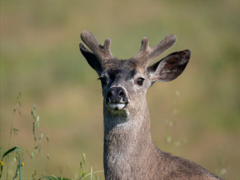 Young male deer with velvet antlers in grassy field at Rancho San Antonio