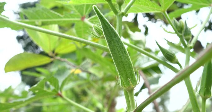 (Abelmoschus esculentus) Abelmoschus esculentus is growing on a plant in an organic garden, a herb garden.
