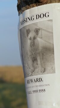 Missing dog poster with reward information and a puppy photograph taped to a tree trunk outdoors, capturing a feeling of loss, sadness, searching, and hoping for a pet's return