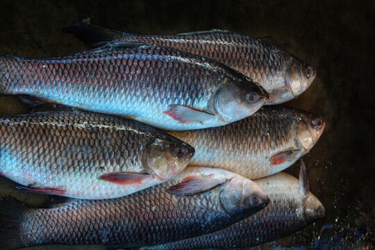 freshly harvested rohu carp fish for sale in retail store in India