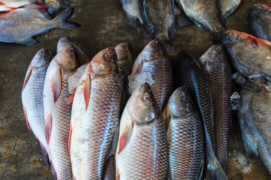 lots of fish in Indian fish market ready for export to EU and USA