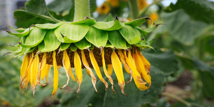 Closeup of Wilting Sunflower with Drooping Yellow Petals Seen from Below