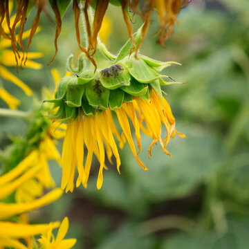 Closeup of Wilting Sunflower with Drooping Yellow Petals Seen from Below